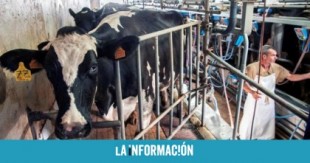 "Si no acepto lo pierdo todo": así vende España su leche al peor precio de Europa
