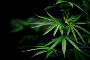 California utilizará impuestos del Cannabis para programas de ayudas