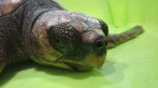 Muere Nanín, la tortuga de Bueu que defecaba plásticos