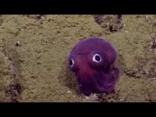 Rossia pacifica, un calamar de ojos saltones que parece de juguete