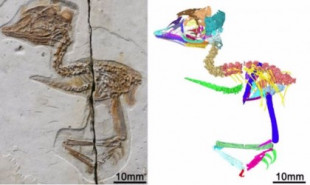 Un cráneo de T.Rex en el cuerpo fósil de un pájaro diminuto