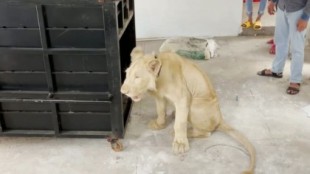 Confiscan en Camboya un león al que le había extirpado las garras y los dientes un TikToker chino que lo tenía como mascota