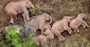 Una manada de elefantes duerme la siesta después de caminar 500 kilómetros
