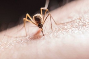 La vacuna contra la malaria consigue un progreso sin precedentes en la lucha contra una variante