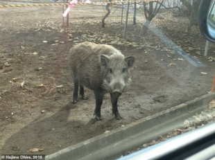 Nace un extraño híbrido entre jabalíes radiactivos y cerdos en Fukushima