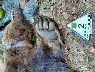 Los pinchazos telefónicos por la muerte de ‘Cachou’: “Un puto oso de mierda tiene dos autopsias”