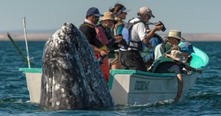 Fotógrafo toma una imagen de una ballena acercándose a unos observadores desprevenidos