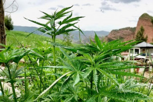 El cannabis fue cultivado en el noroeste de China hace unos 12.000 años [ENG]