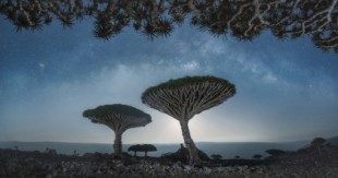 Fotógrafo captura la belleza de los árboles de sangre de dragón en Socotra