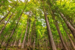 La UE plantará 3.000 millones de árboles para proteger la biodiversidad. No es una gran idea