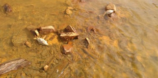 Ríos rojos: el problema ambiental de las aguas ácidas de mina