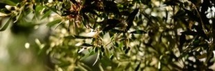 Al-Badawi: el olivo más antiguo del mundo