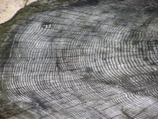 Anillos de árboles revelan un evento solar extremo hace 7500 años