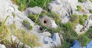 El primer nido de buitre negro sobre las rocas