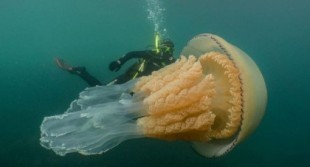 Video de medusa barril gigante avistada en mar de Inglaterra