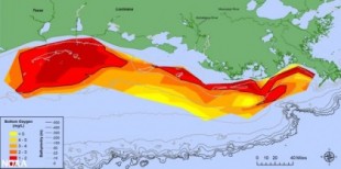 "Zona muerta" del Golfo de México: la preocupante expansión de esta área en la que la vida marina es imposible