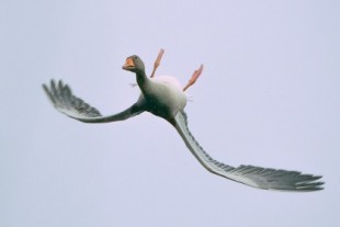 Esta curiosa foto de un ganso volando boca abajo que se ha hecho viral no es un fake ni tampoco está manipulada con Photoshop