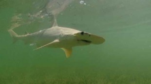 Tiburones se esconden en un canal de Florida para escapar de la tóxica marea roja que arrasa la costa