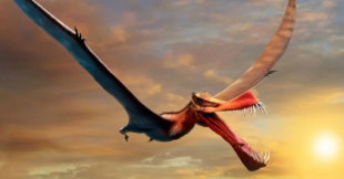 Hallaron los restos de un aterrador “dragón volador”, el reptil alado más grande de la antigua Australia