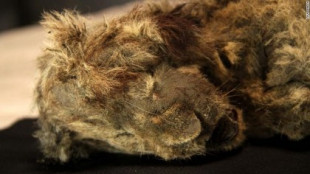 Cachorra de león de las cavernas hallada en Siberia tiene 28.000 años
