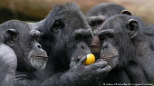 Igual que los humanos: los simios se saludan y se despiden durante sus interacciones