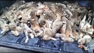 Un cazador alardea de la caza masiva en la Cumbre de Gran Canaria: "Mañana y tarde 91 conejitos"