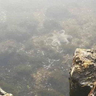 Miles de peces muertos aparecen a orillas de Islas Menores y Los Nietos