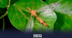 Por qué no deberías matar a las típulas: los "mosquitos gigantes" que preservan el medioambiente