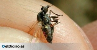Alerta de mosca negra tras la ola de calor en Madrid, Aragón, Valencia y Catalunya