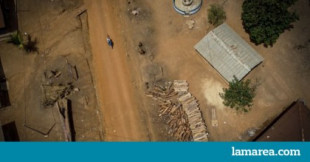La industria del mueble chino deja sin árboles a Sierra Leona