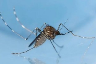 Día mundial del Mosquito 2021