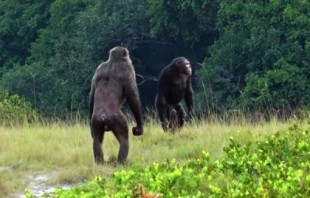 Los humanos se deshicieron de las caderas giratorias para dar una zancada más corta que los chimpancés