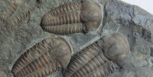 Nuevos fósiles muestran cómo eran los cerebros ancestrales de los artrópodos