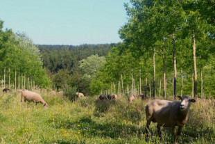 Los agricultores españoles combaten los incendios con practicas agroforestales (y muchas ovejas)