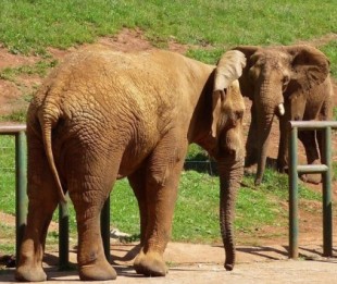 Descubren el secreto de la versatilidad de movimientos de la trompa de los elefantes