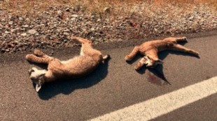 Mueren atropelladas dos crías de lince en Jaén