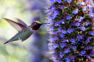 Las colibríes hembras se ‘disfrazan’ de machos para evitar agresiones, revela un estudio