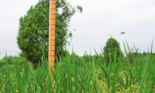 China cultiva un 'arroz gigante' de 2 metros de altura (ing)