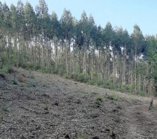 Denuncian otro castro "totalmente eucaliptizado" en Abegondo (A Coruña) [GAL]