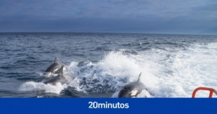 Las orcas atacaron a los veleros del Estrecho porque habrían sido maltratadas y arponeadas el verano pasado
