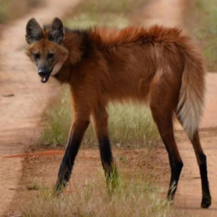 Increíble: filman a un “zorro con zancos” por primera vez en Uruguay