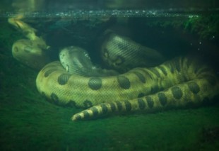 Las serpientes más grandes del Planeta