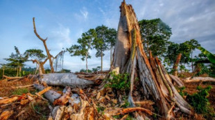 Un tercio de los árboles del mundo están al borde de la extinción