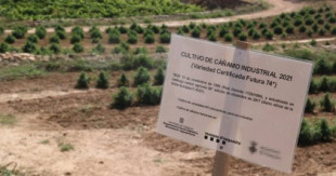 Productor de cáñamo en el Ebro: «Tenemos una normativa que nos hace perder millones de euros porque no se puede procesar en el país»