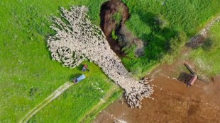 Un timelapse aéreo captura los movimientos coordinados de un rebaño de ovejas