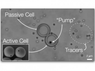 Crean células artificiales que imitan la capacidad de células vivas para capturar, procesar y expulsar material [ENG]