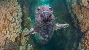 Veinte fotografías submarinas que iluminan a las criaturas de las profundidades [ENG]