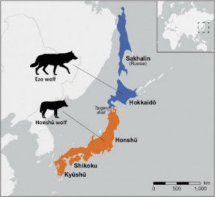 La extinción de los lobos japoneses