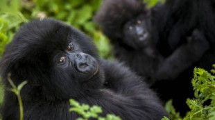 Gorilas dan positivo en COVID-19 en Atlanta; serán vacunados en cuanto mejoren