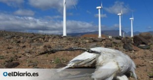 Casi 500 buitres han muerto entre las aspas de los molinos de viento en cinco años en Aragón